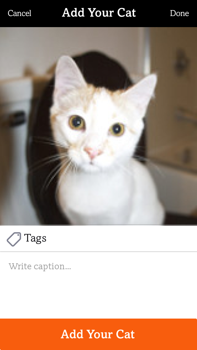 Add Your Cat from a fresh Photo@2x